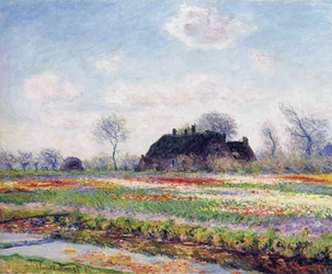 Tulpenfelder in Sassenheim